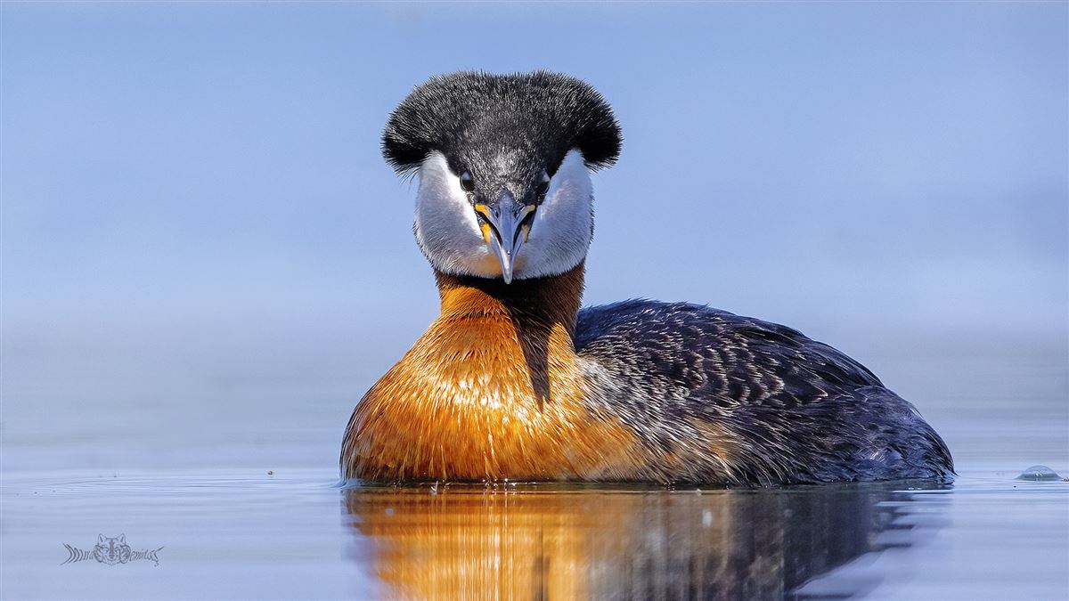 Red-necked Grebe