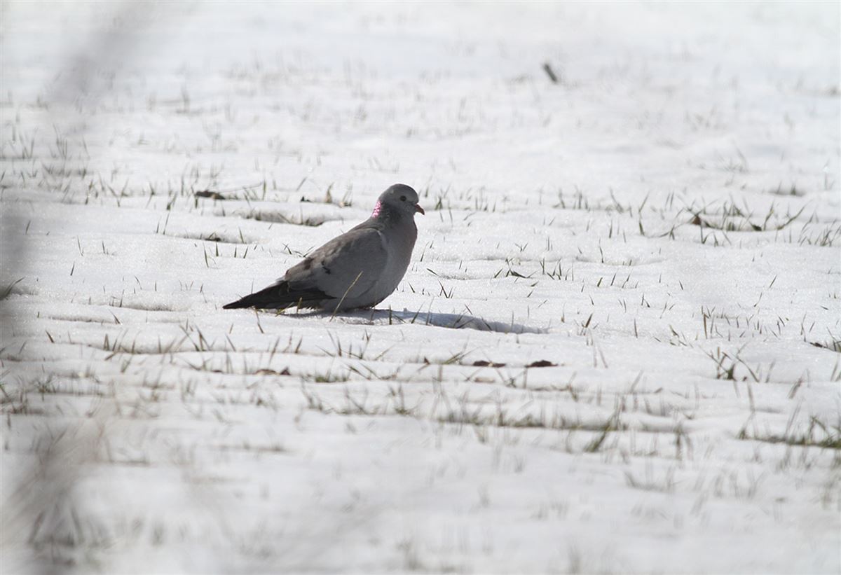 Stock Dove