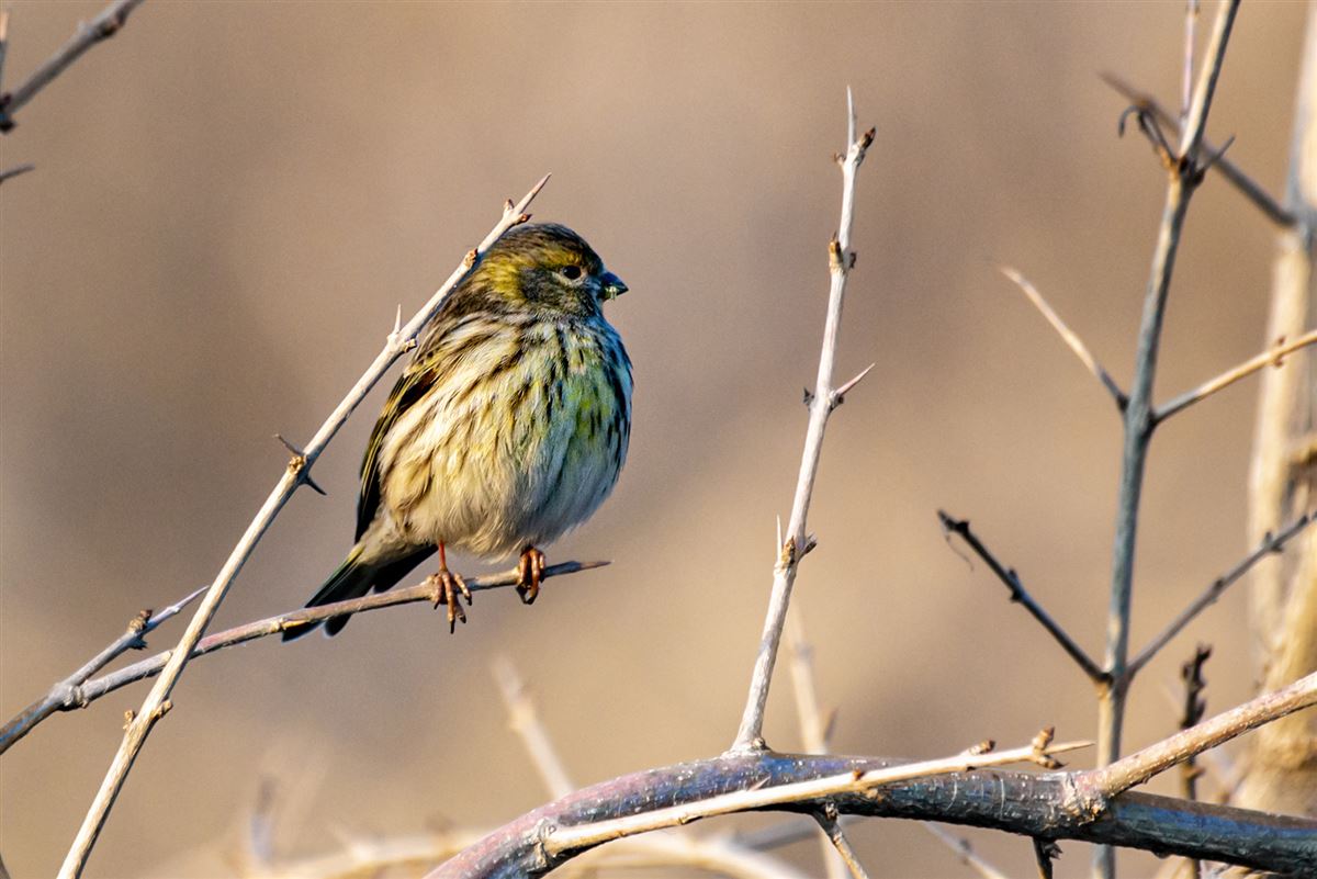 European Serin