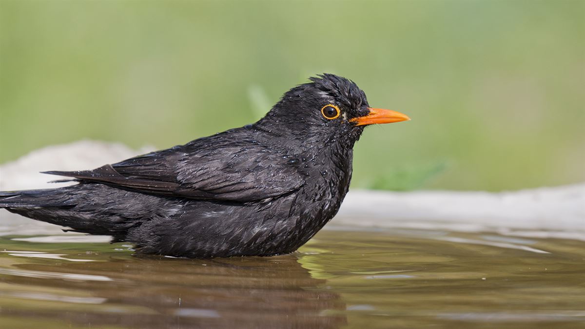 Common Blackbird