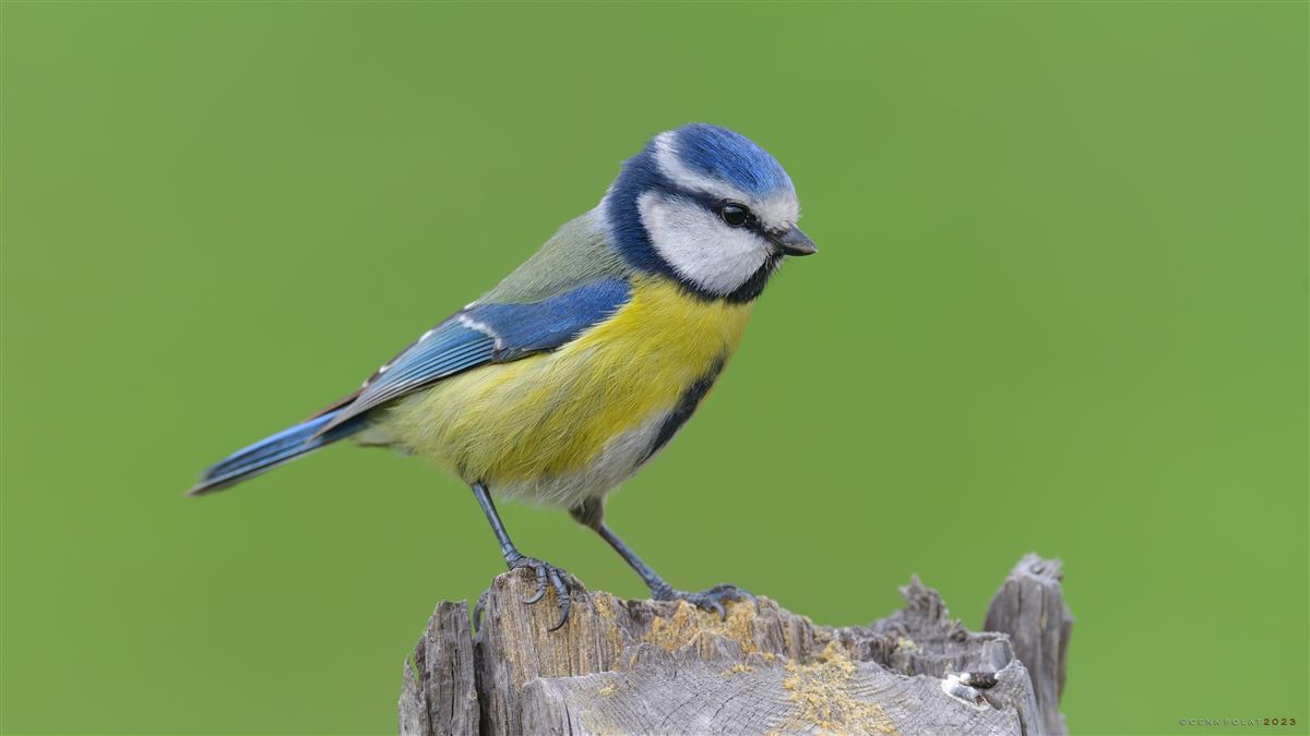 Eurasian Blue Tit