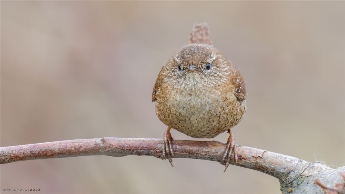 Eurasian Wren
