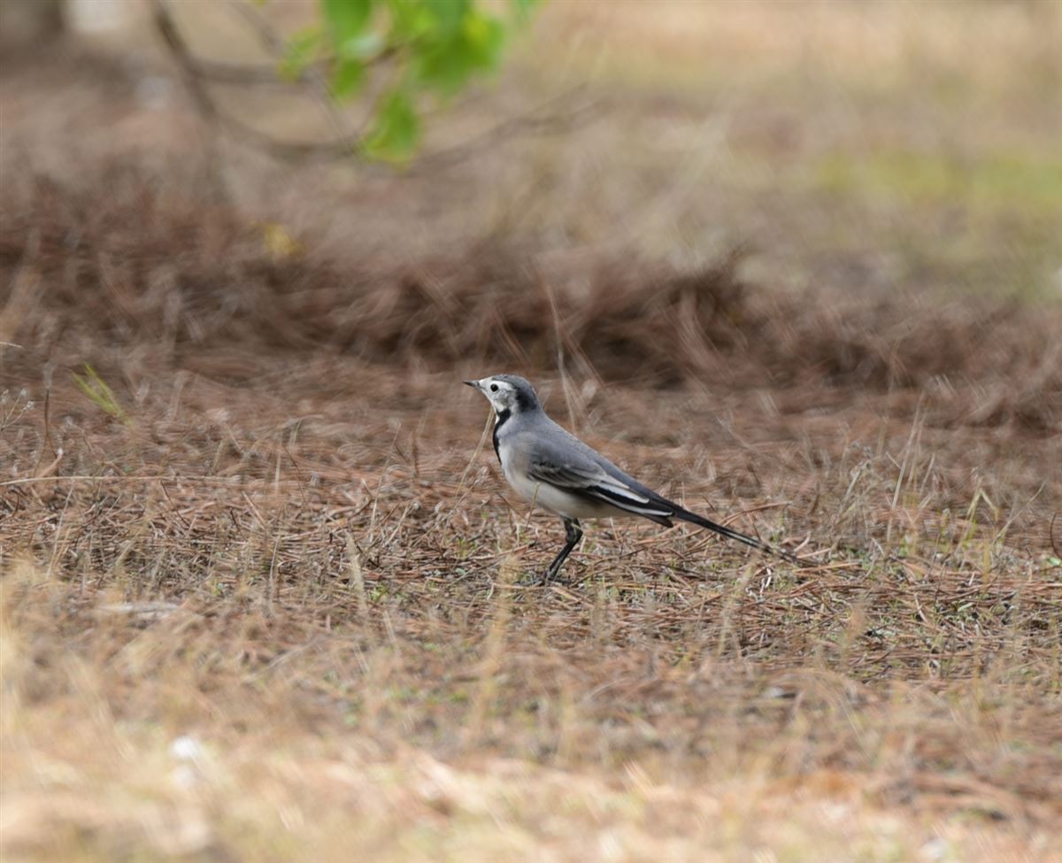 White Wagtail