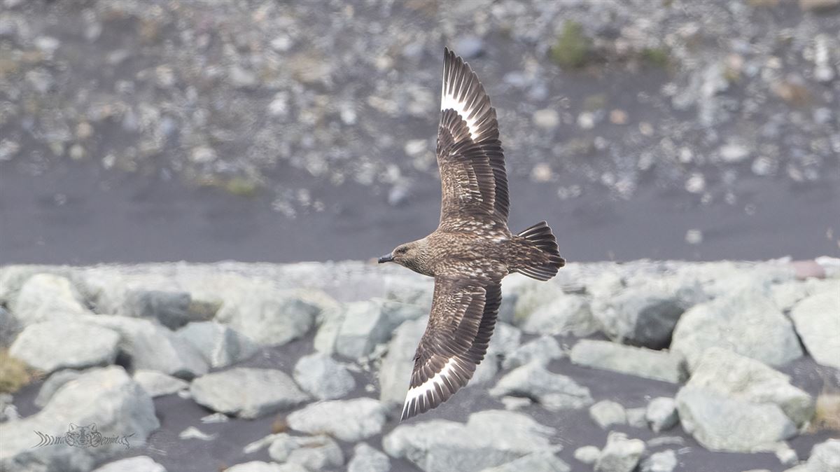 Great Skua