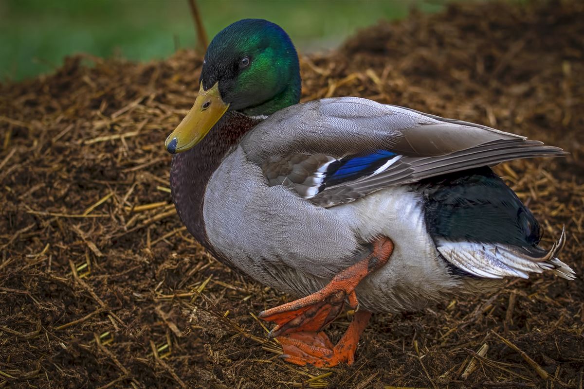 Mallard
