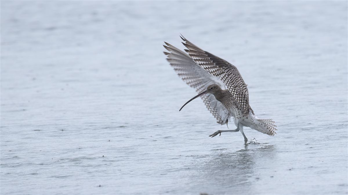 Eurasian Curlew