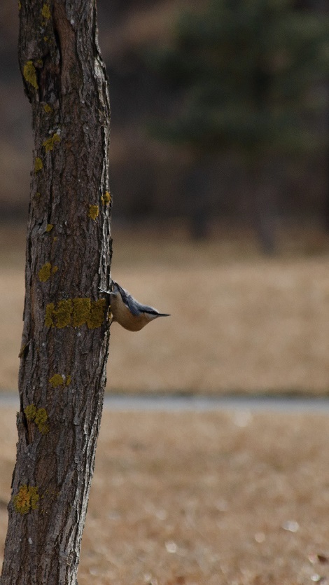 Eurasian Nuthatch