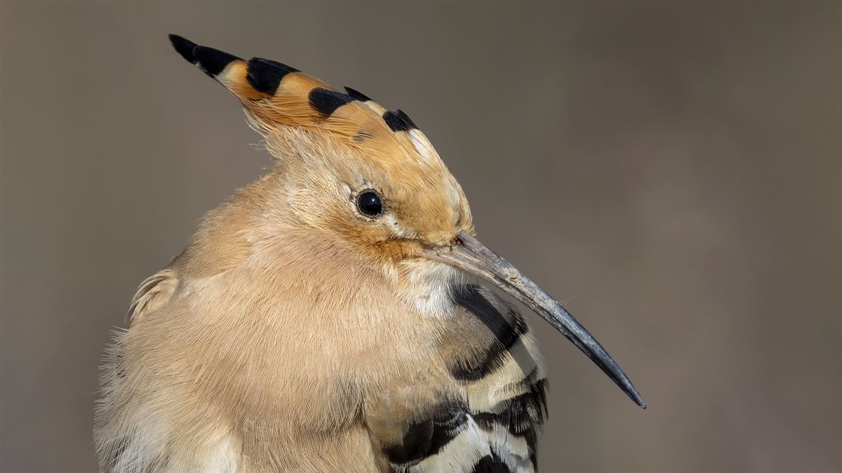 Common Hoopoe
