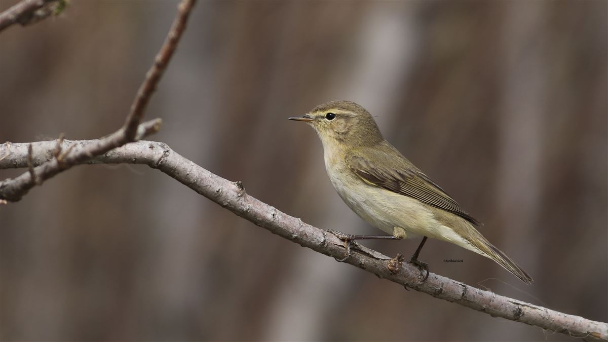 Common Chiffchaff