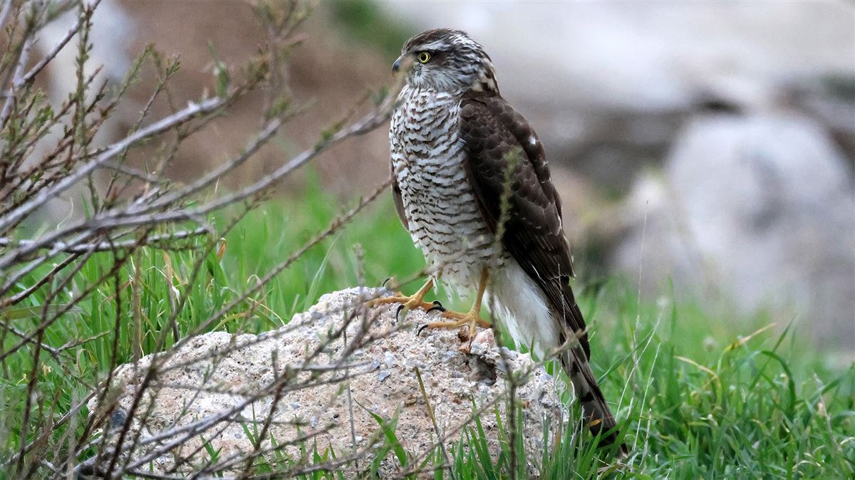 Eurasian Sparrowhawk