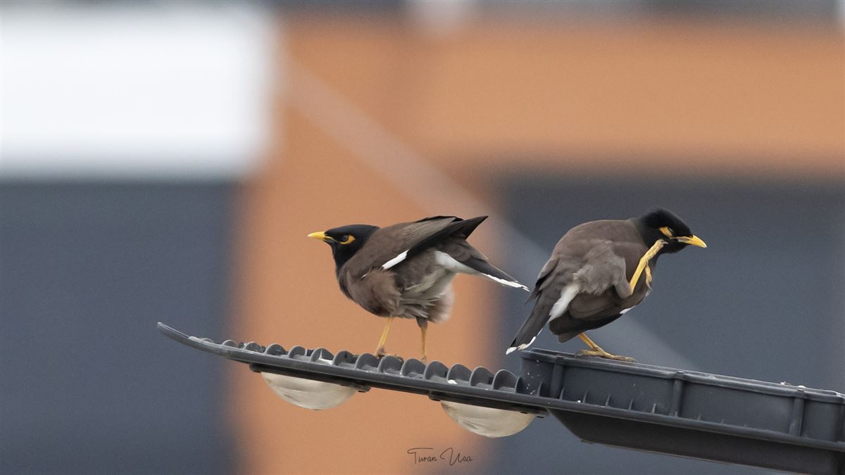 Common Myna
