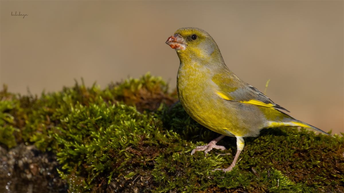 European Greenfinch