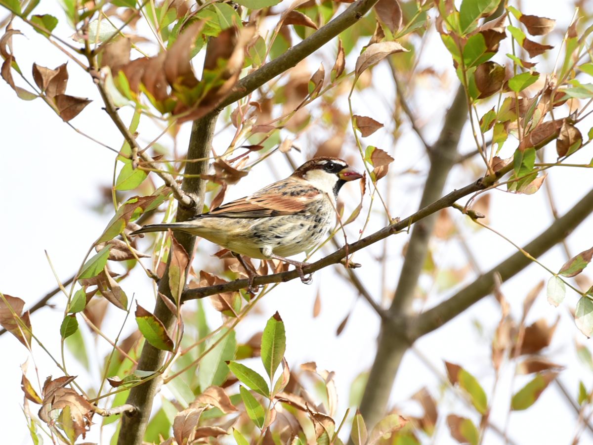 Spanish Sparrow