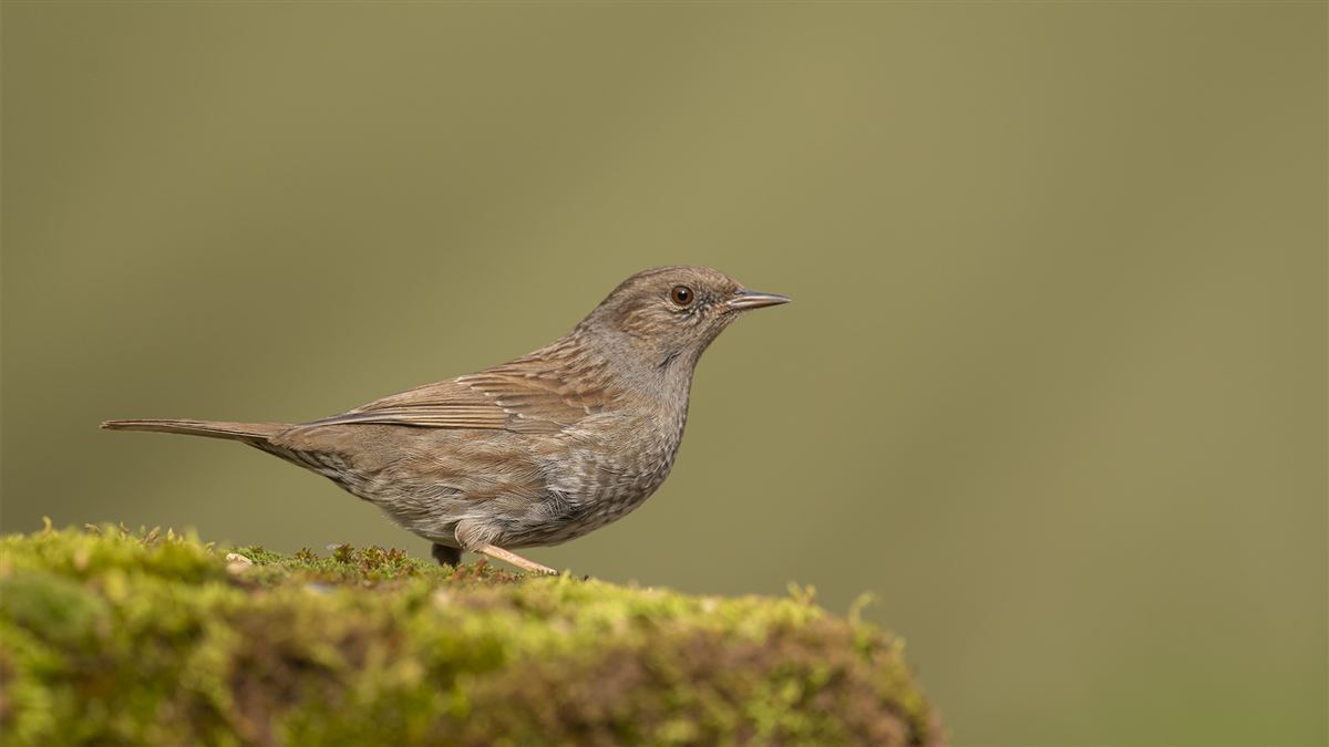 Dunnock
