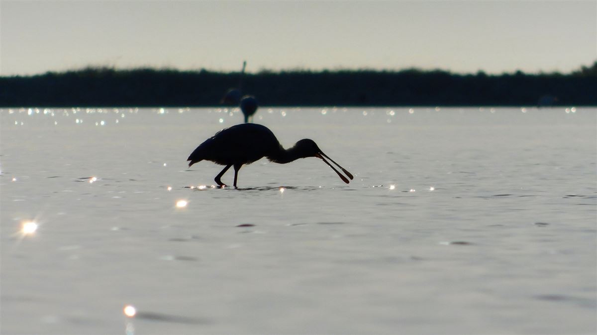 Eurasian Spoonbill