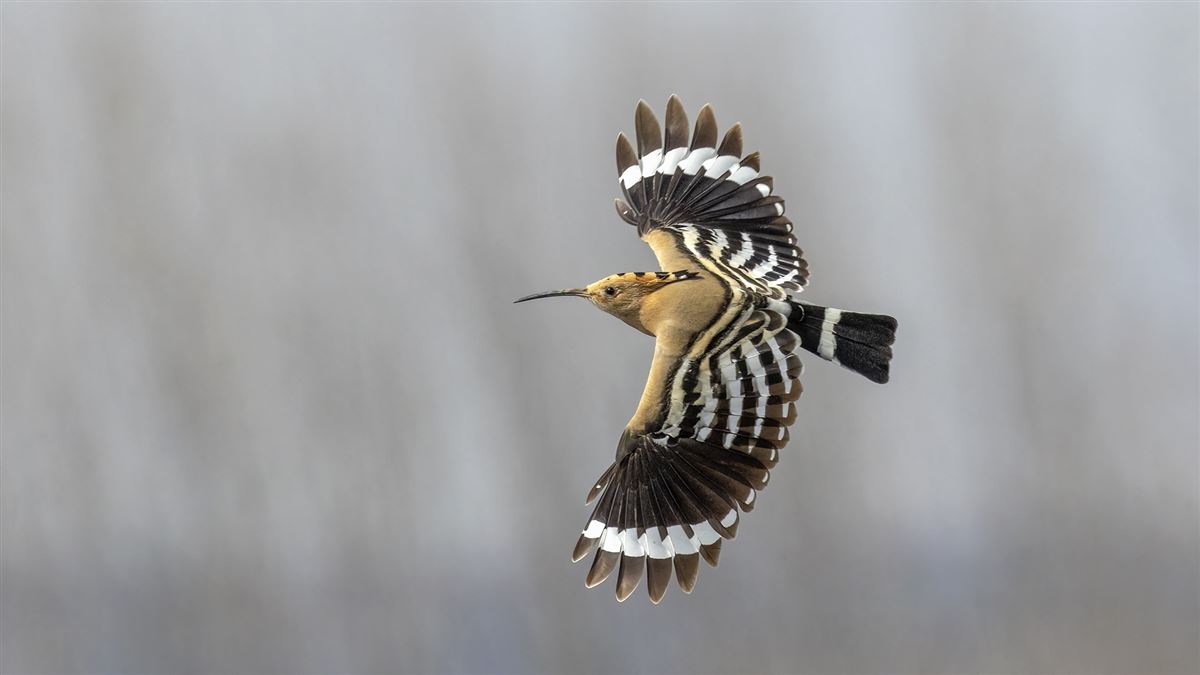 Common Hoopoe