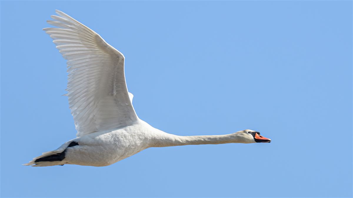 Mute Swan