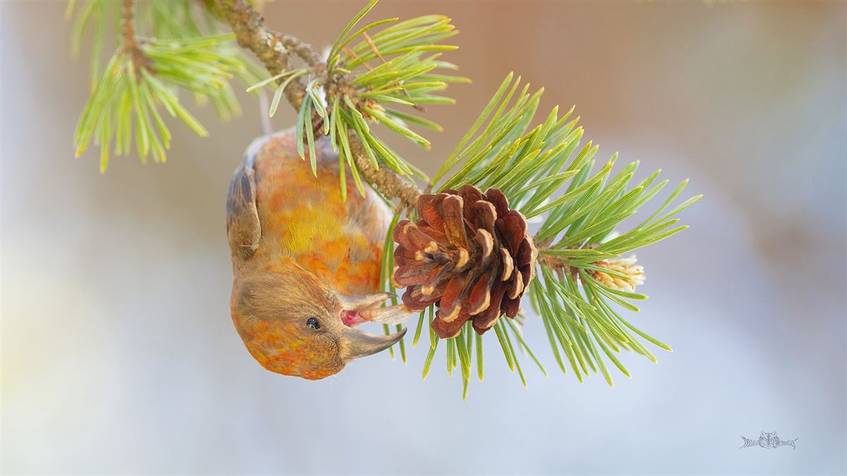Red Crossbill