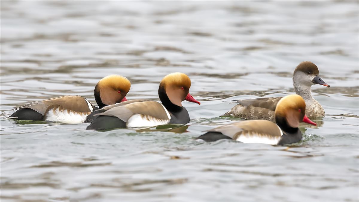 Red-crested Pochard