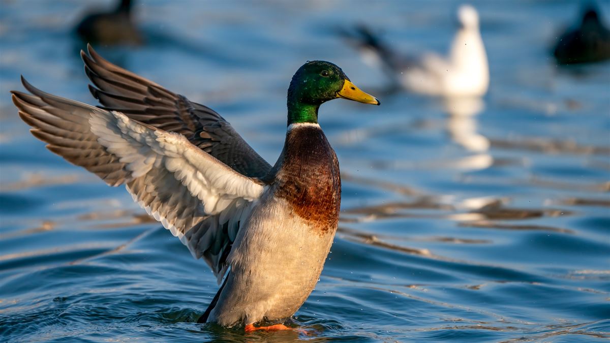 Mallard