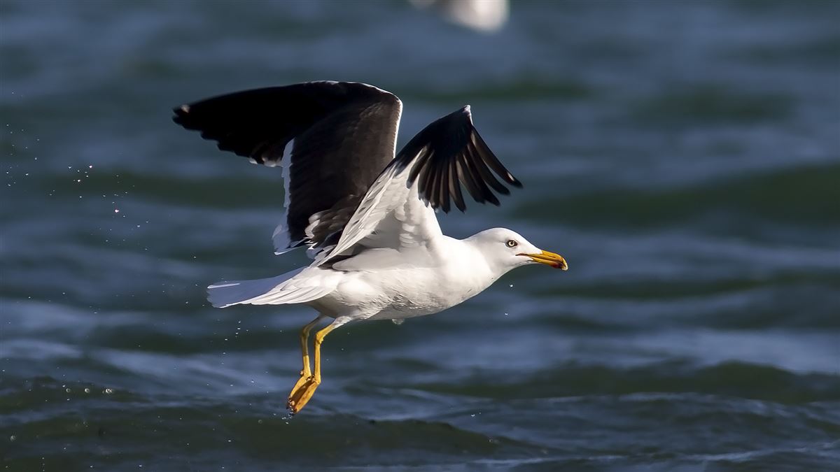 Lesser Black-backed Gull