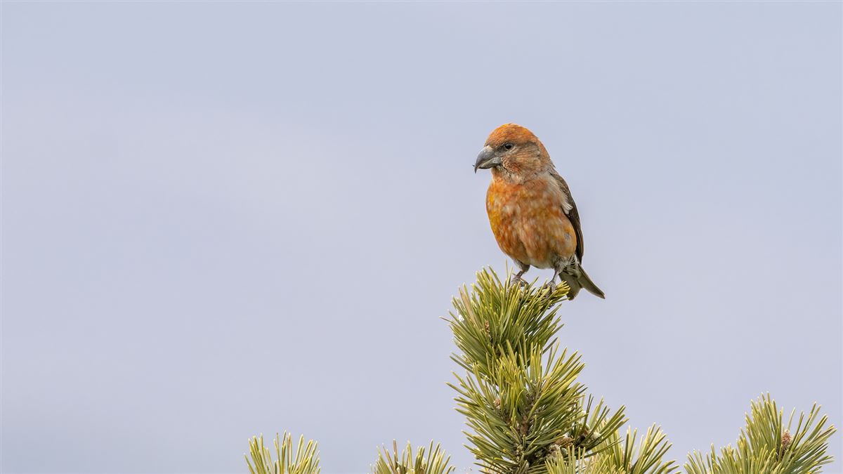 Red Crossbill