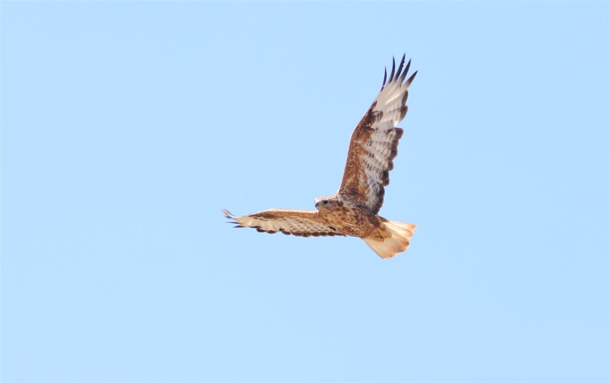 Long-legged Buzzard