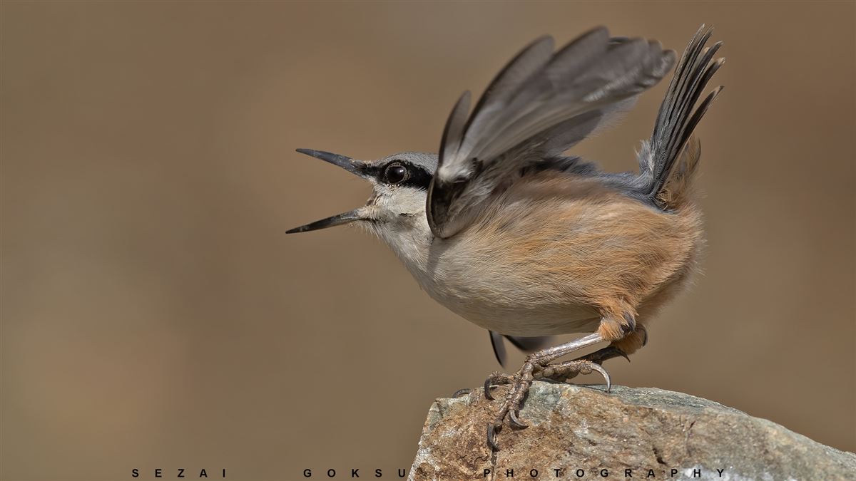 Western Rock Nuthatch