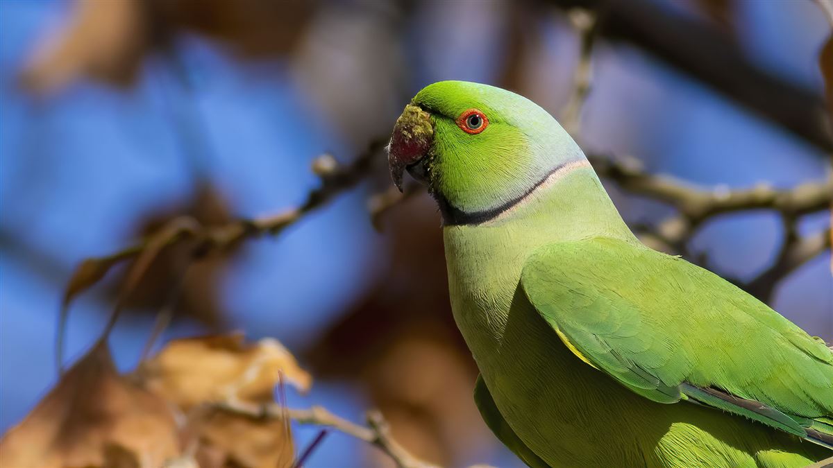 Rose-ringed Parakeet