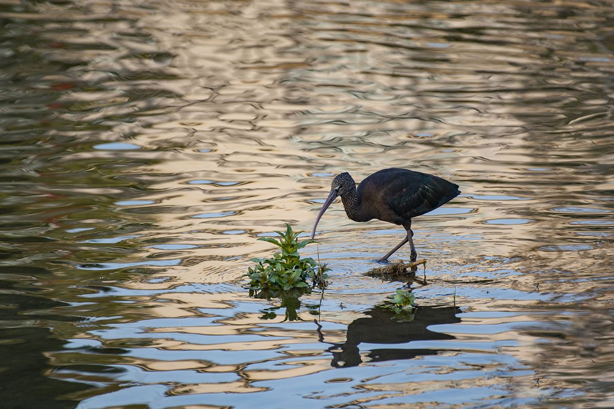 Glossy Ibis