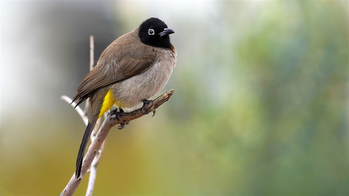 White-spectacled Bulbul