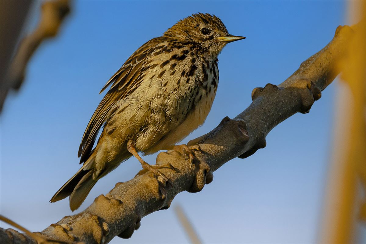 Meadow Pipit