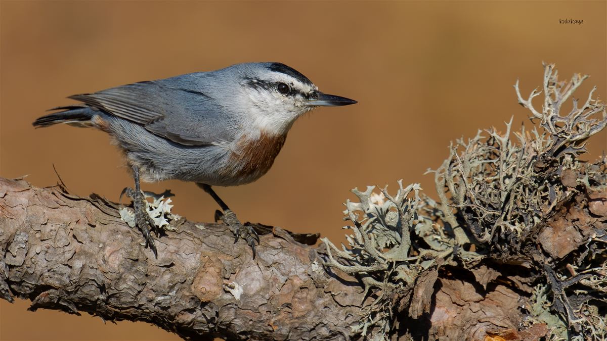 Krüper`s Nuthatch