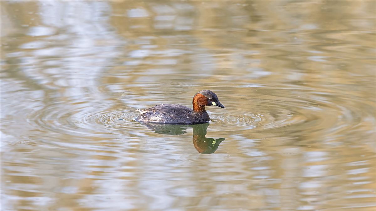 Little Grebe