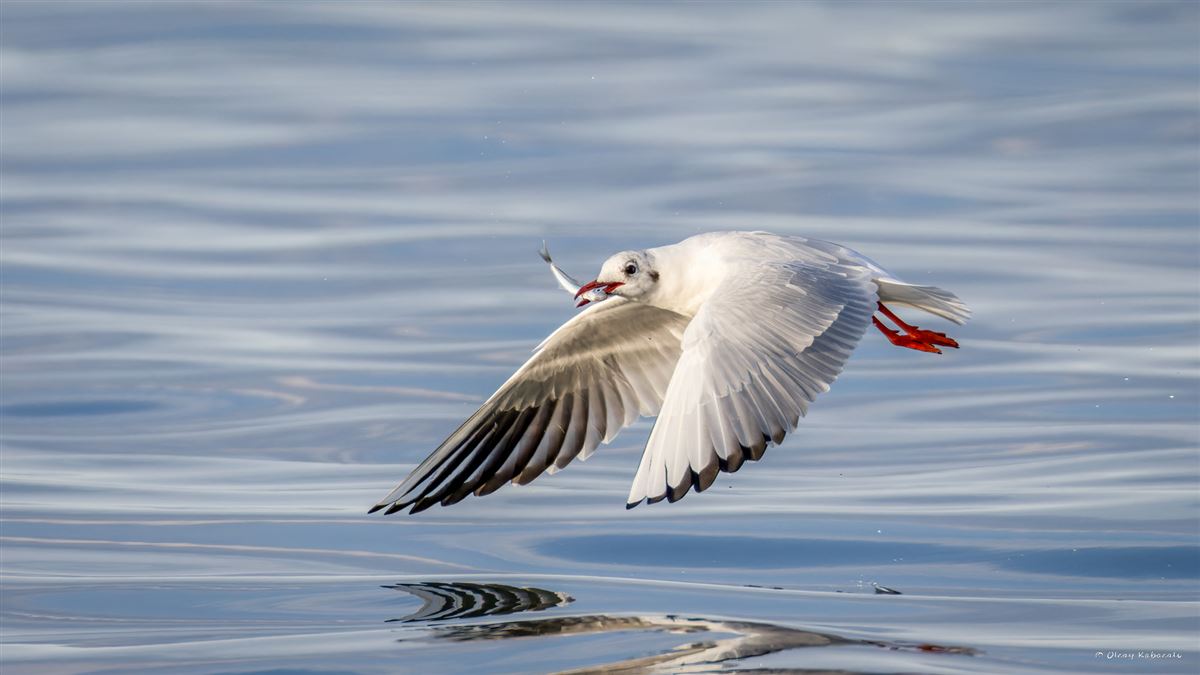 Black-headed Gull