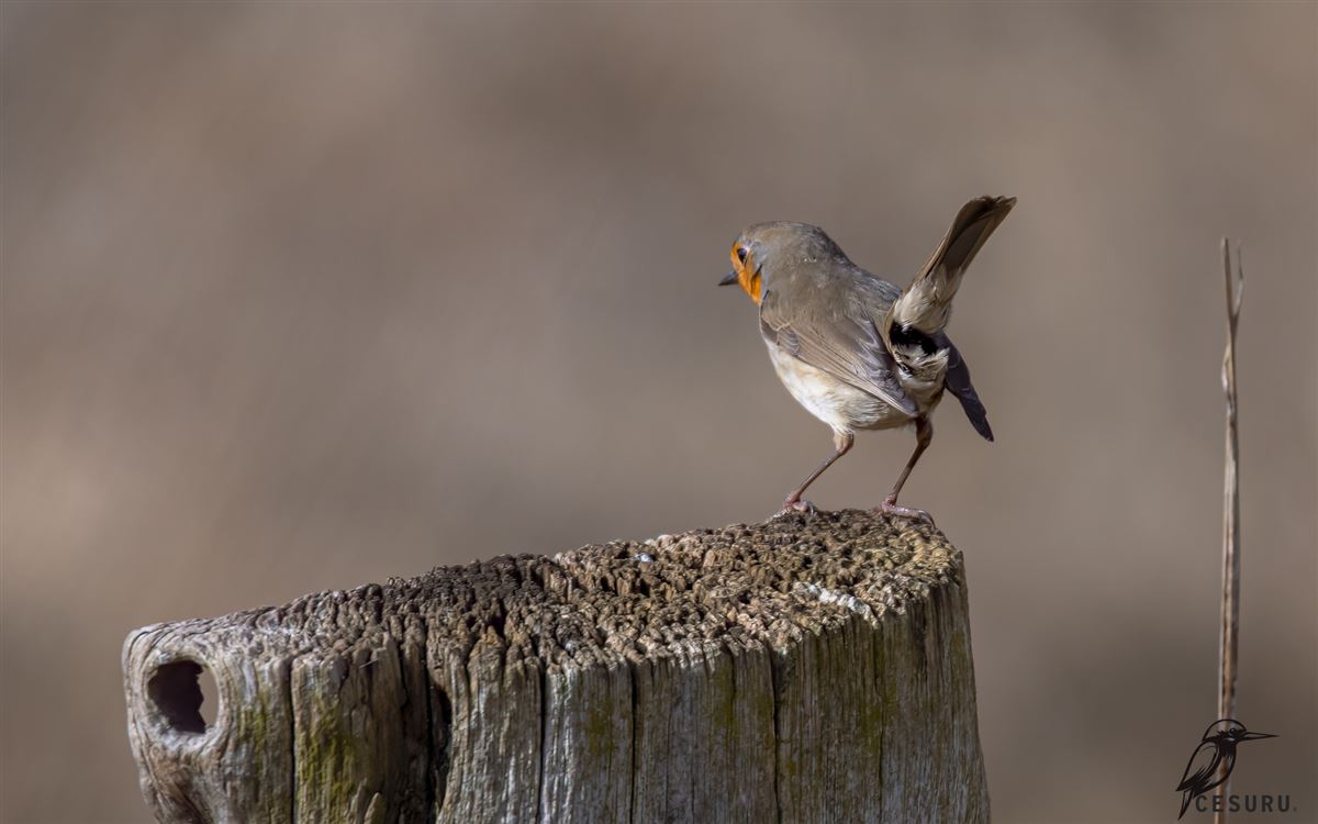 European Robin