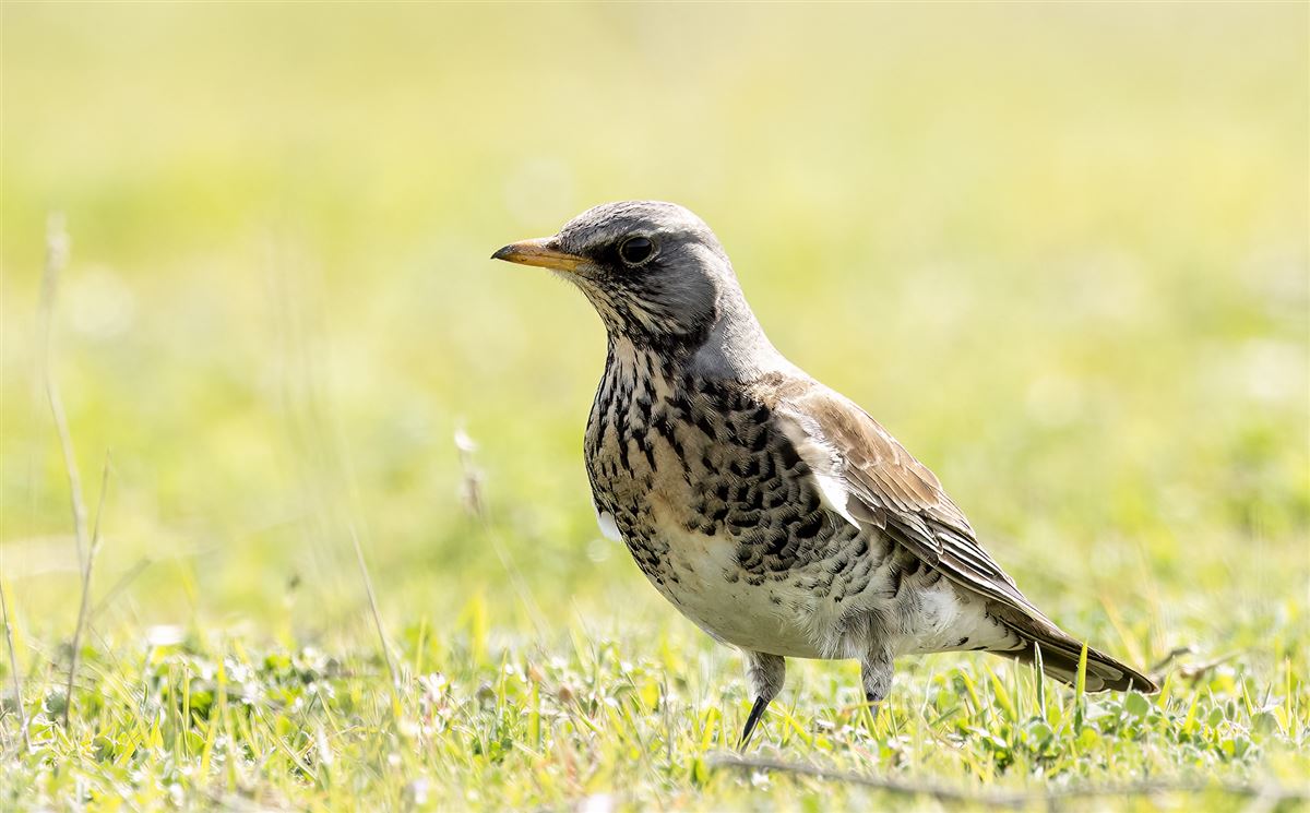 Fieldfare