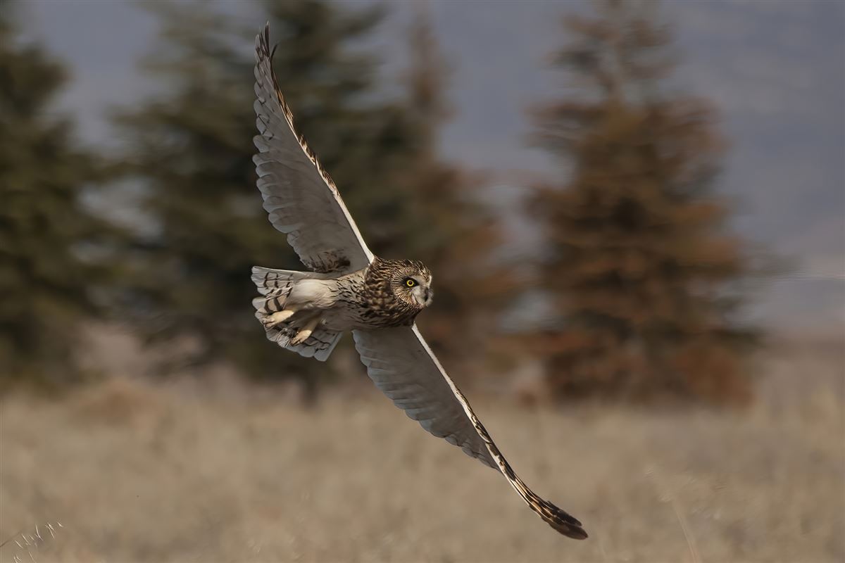 Short-eared Owl