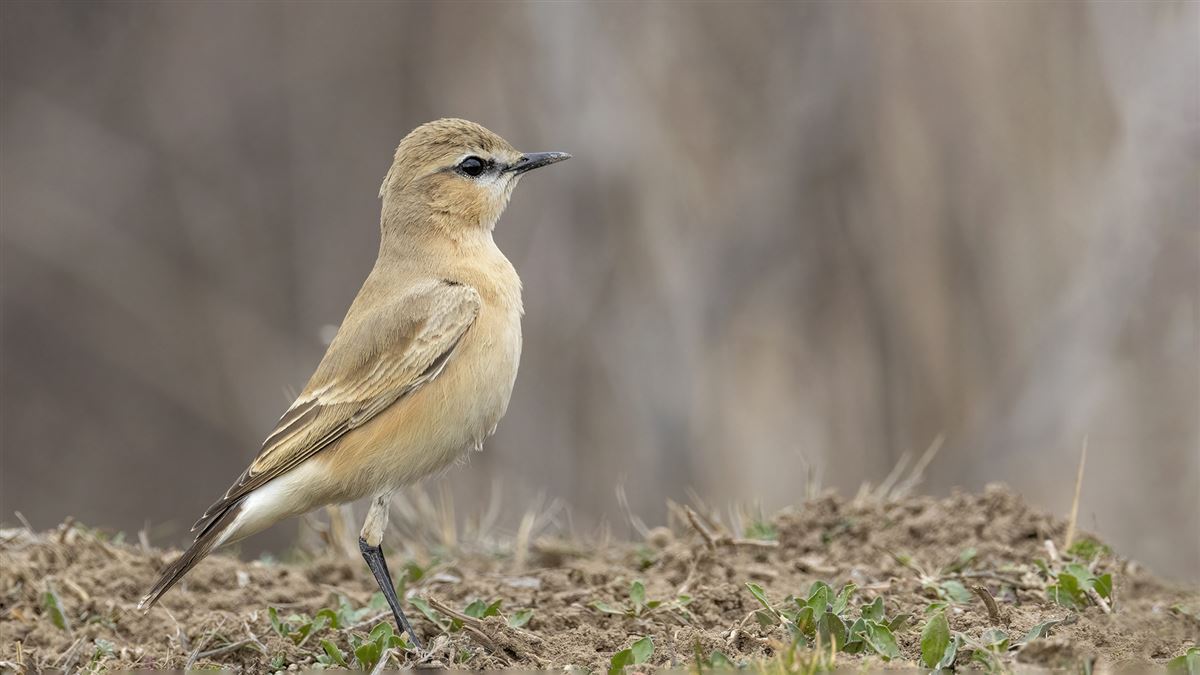Isabelline Wheatear