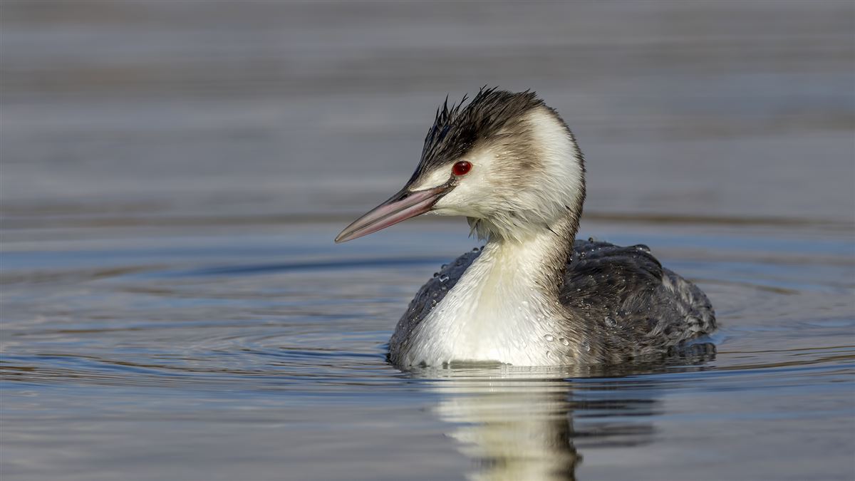 Great Crested Grebe