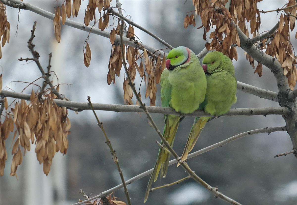 Rose-ringed Parakeet