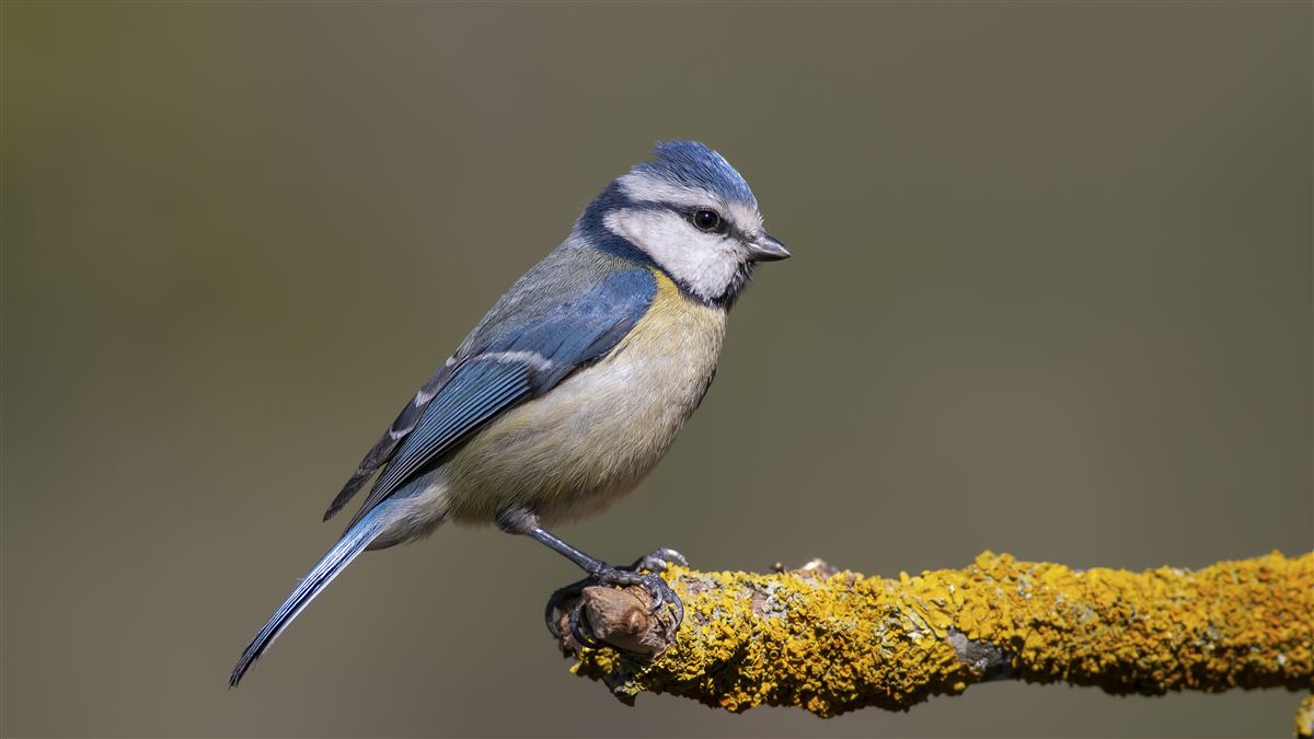 Eurasian Blue Tit