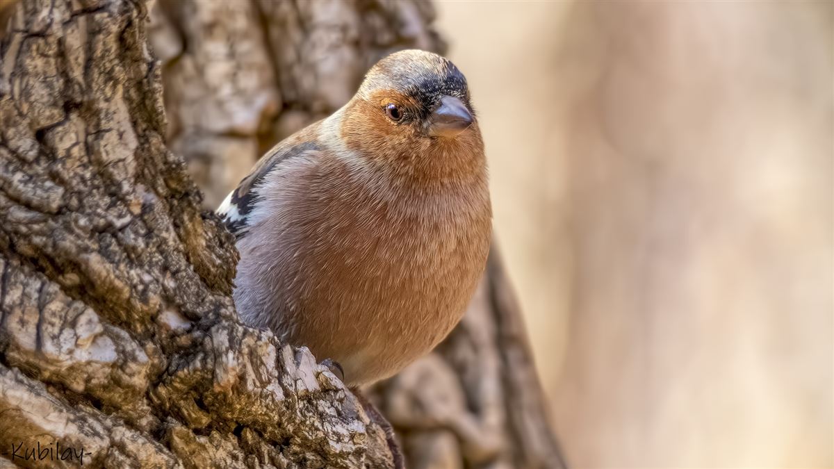 Eurasian Chaffinch