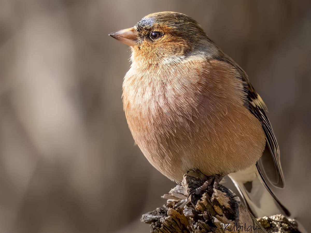 Eurasian Chaffinch