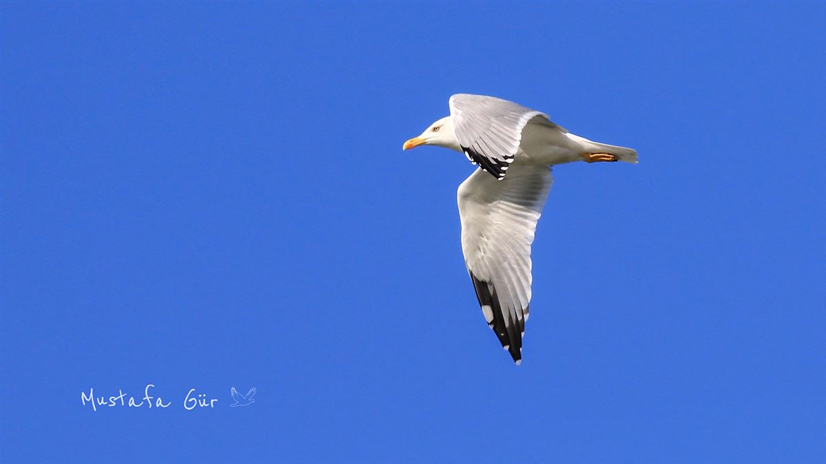 Yellow-legged Gull