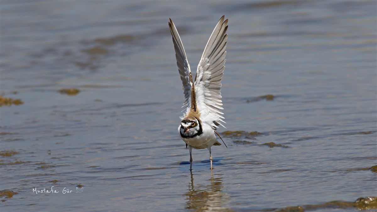 Little Ringed Plover