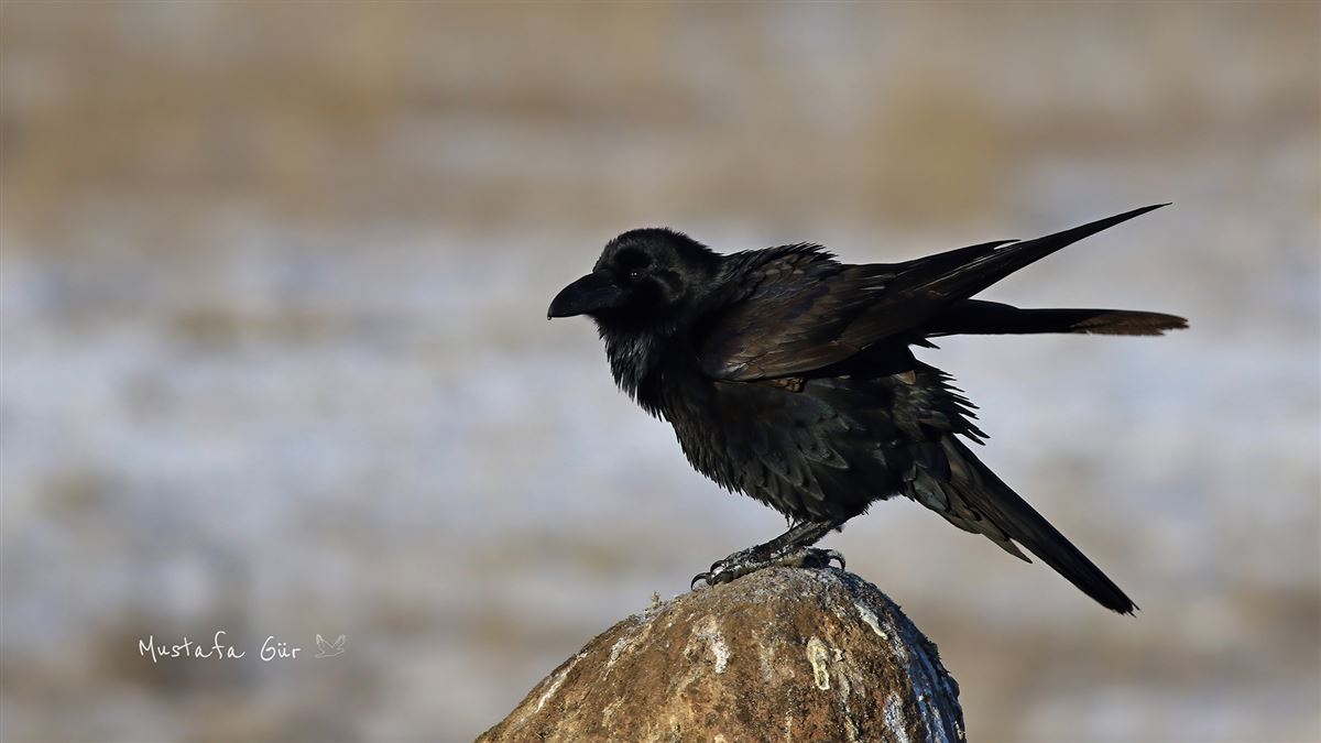 Northern Raven