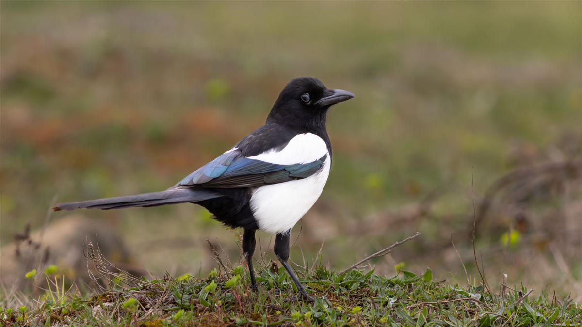 Eurasian Magpie