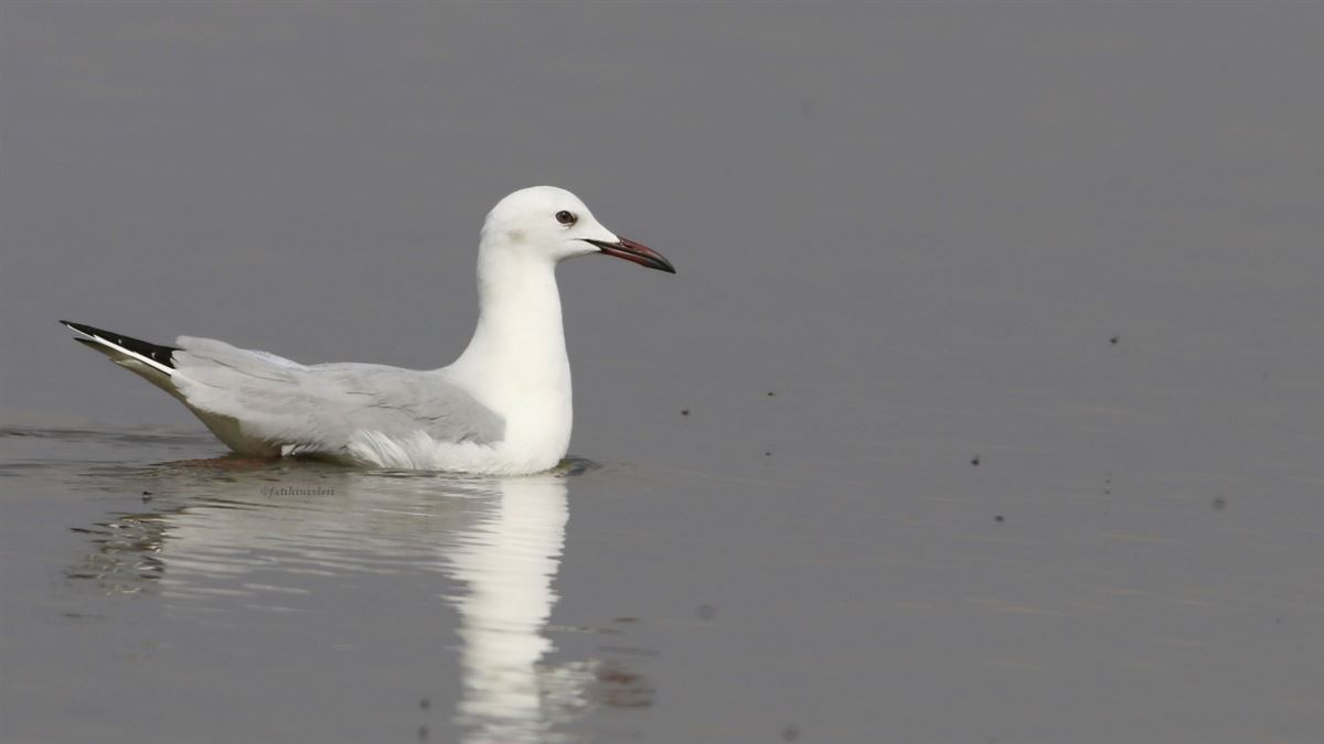 Slender-billed Gull