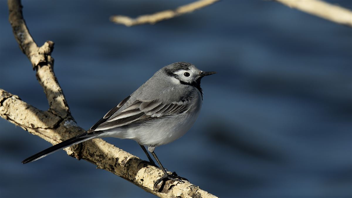 White Wagtail